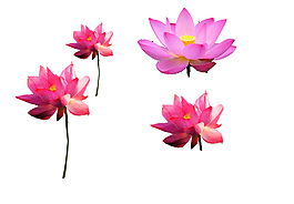 荷花元素