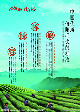 信阳毛尖图片