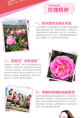 玫瑰精油详情