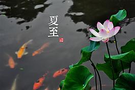 夏至二十四节气池塘荷花图