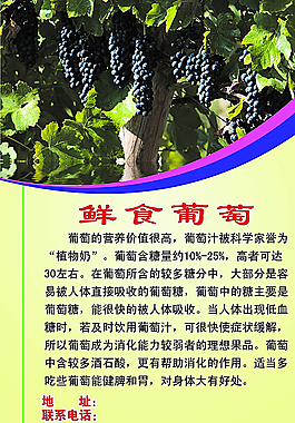 葡萄图片