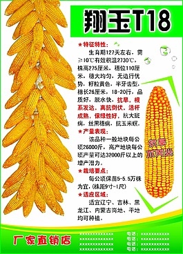 祥玉510玉米品种简介图片