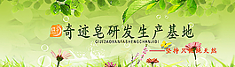 绿色草地图片