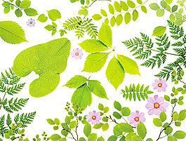 绿叶鲜花元素大全