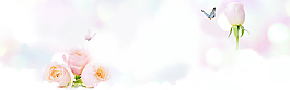 玫瑰花背景 淡雅清新背景 玫瑰花 蝴蝶