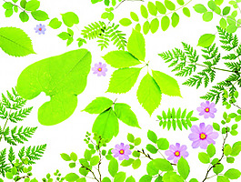 鲜花素材