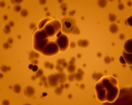 生物医学动态视频