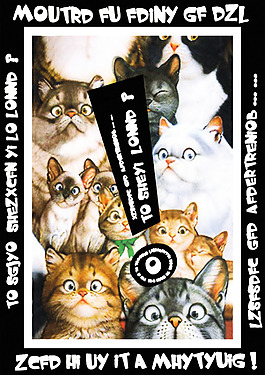 猫