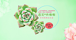 多肉植物海报