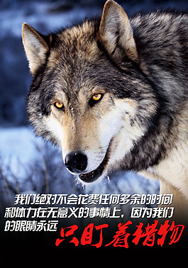 狼性团队宣传海报12