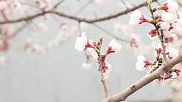 春暖花开