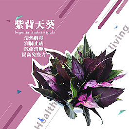 紫背天葵主图