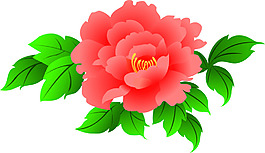 牡丹花 花