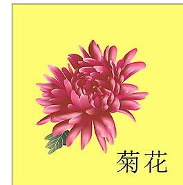 菊花图片