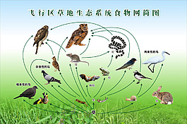 飞行区草地生态系统食物网简图