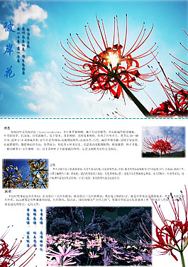 "彼岸花"文字编排