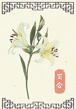 百合水彩插画