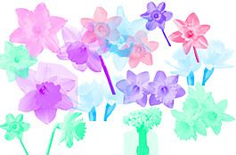 14种漂亮的水仙花Photoshop花朵笔刷下载