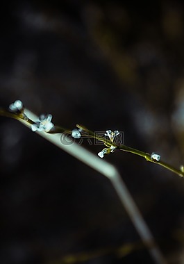 花,洁白的花朵,自然