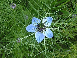 矢车菊,蓝色,花瓣