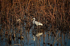 新增功能,鹳,鸟
