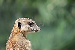 獴,猫鼬,scharrtier