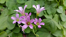 酢漿草,幸運草,花
