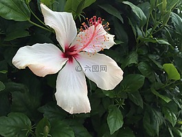 花,洁白的花朵,槿