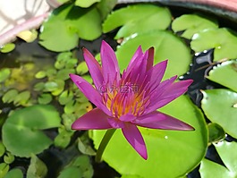 花,莲花,莲花盆