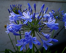 clívia,蓝色的花,夏天花