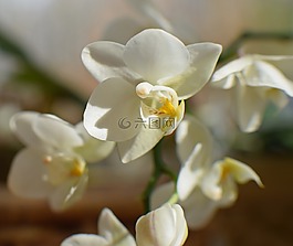 蝴蝶兰杂交,蝴蝶兰,兰花