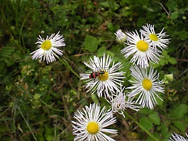 花,林林下,昆虫