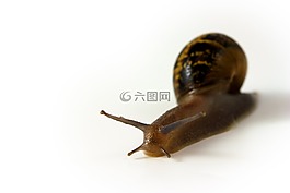 蜗牛,动物,辅助信息区