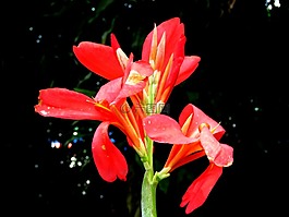 红色的花,花,关闭了