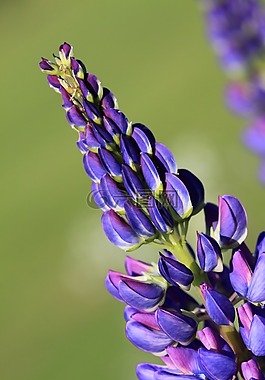 美丽,盛开,开花