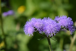 胜 houstonianum,胜,鲜花