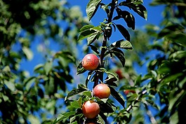 性质,树,李子树