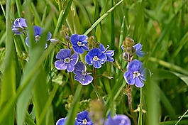 性质,鲜花,小花