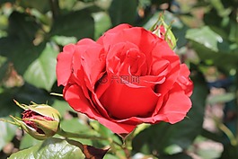 罗莎,红色,花瓣