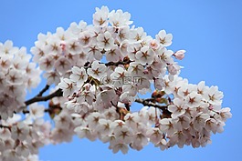 美丽,盛开,开花