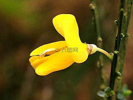 金雀花盛开,扫帚,开花