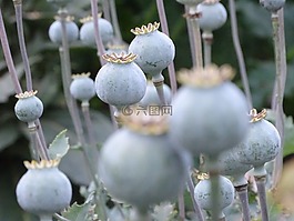 罂粟,罂粟胶囊,种子胶囊