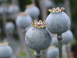 罂粟,罂粟胶囊,种子