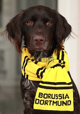 小 münsterländer,bvb,多特蒙德