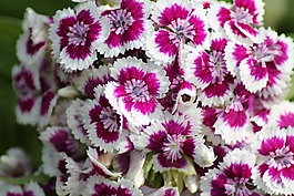 石竹,花,花园