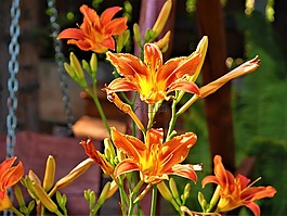 鲜花,橙色,爵