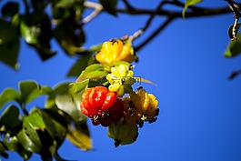 樱桃,pitangueira,果园