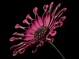 开普篮,粉红色,osteospermum
