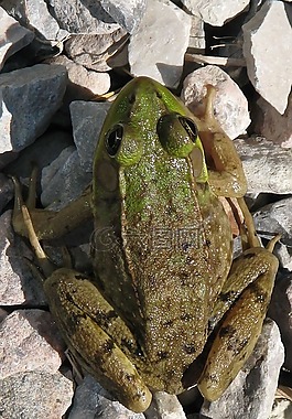 绿色的青蛙,lithobates clamitans,马尼莫尔乡