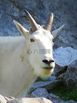 白山羊,山羊,有角的山羊